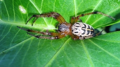 Alpaida veniliae