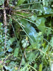 Polystichum hancockii