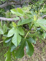 Ficus carica