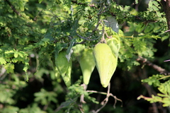 Funastrum pannosum