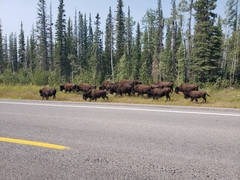 Bison bison athabascae
