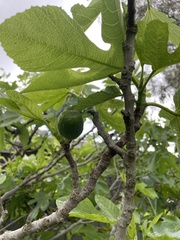 Ficus carica