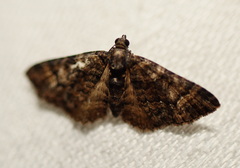 Eucymatoge peplodes