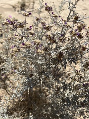 Psorothamnus emoryi emoryi