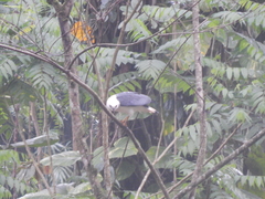 Buteogallus lacernulatus