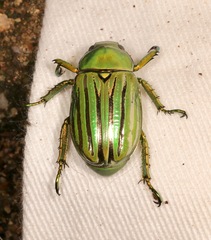 Chrysina gloriosa