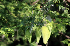 Funastrum pannosum