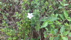 Barleria obtusa