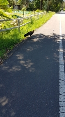 Alectura lathami lathami