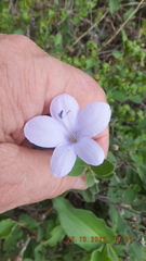 Barleria obtusa