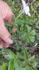 Barleria obtusa
