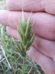 Bromus hordeaceus