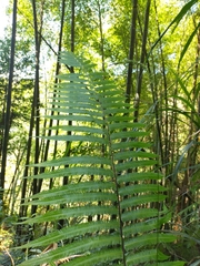 Pseudocyclosorus esquirolii