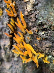 Calocera cornea