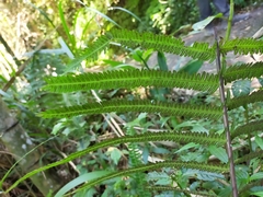 Pseudocyclosorus esquirolii