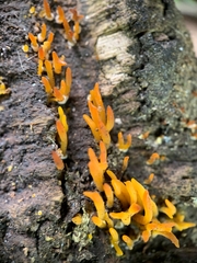 Calocera cornea