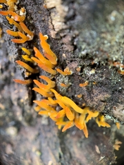 Calocera cornea