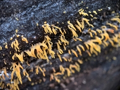 Calocera cornea