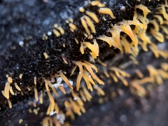 Calocera cornea