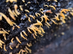 Calocera cornea