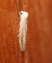 Prionopterina grammatistis