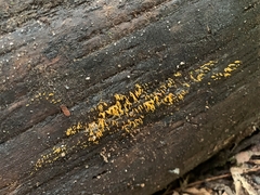 Calocera cornea