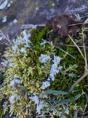 Stereocaulon saxatile