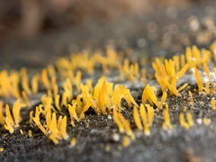Calocera cornea
