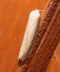 Prionopterina grammatistis