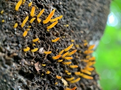 Calocera cornea