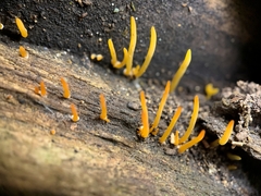 Calocera cornea
