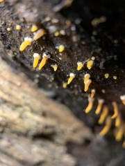 Calocera cornea