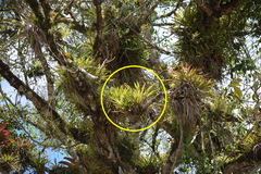 Guzmania monostachia