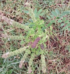 Ocimum tenuiflorum