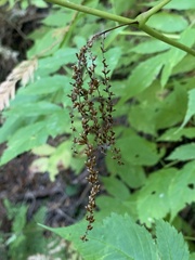 Aruncus