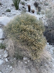 Bebbia juncea aspera