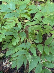 Aruncus
