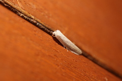 Prionopterina grammatistis