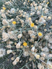 Bebbia juncea aspera