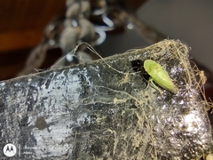 Xerophloea