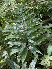 Arachniodes rhomboidea