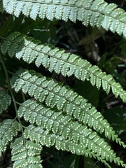 Arachniodes rhomboidea