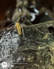 Mendozellus asunctia