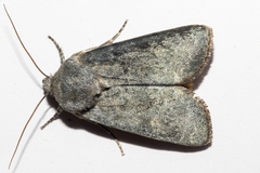 Physetica caerulea