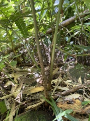 Arachniodes rhomboidea