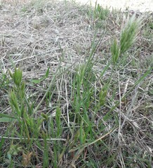 Bromus hordeaceus