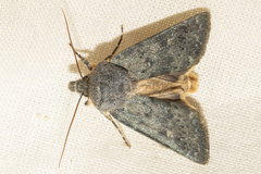 Physetica caerulea