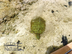 Trachemys venusta venusta