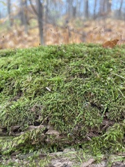 Haplocladium microphyllum