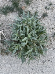 Mentzelia involucrata